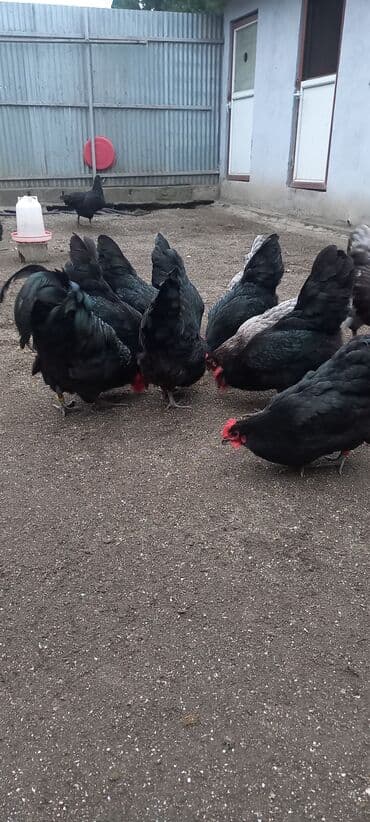 Akvariumlar: Avstrolob yumurtası və cucəsi sifariş olnur sifariş qabagcadan — 6