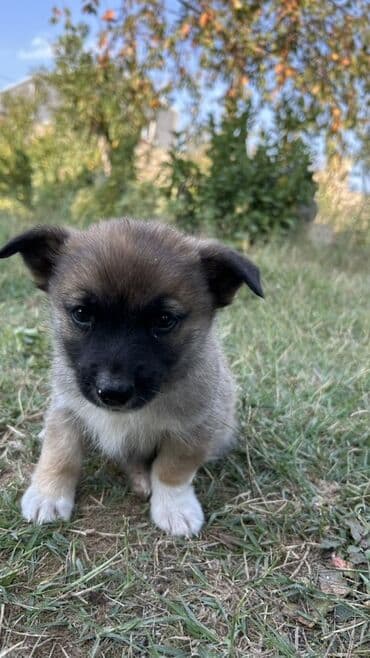 zinqirov iti: 2 ay, Erkek — 6