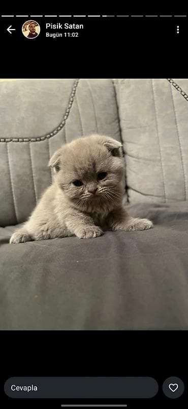 ucuz pisik satisi: Şotland yastı qulaq — 2