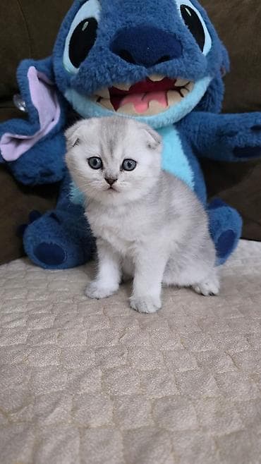 Британская