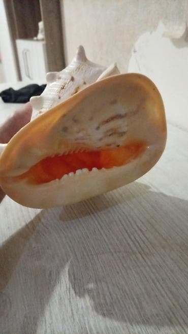 divar dekorlari: Dekorativ böyük dəniz ilbizinin qabığı - Material: təbii dəniz qabığı — 5