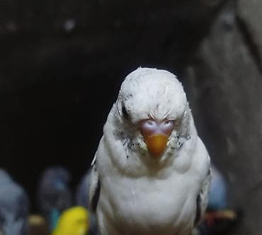 Попугаи: Təmiz çex və çexdən dönmə Bala və hazır cüt var Hərcür rəngldə quşlar — 4