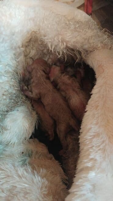 itlərin satşı: Pudel — 2