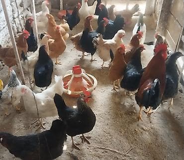 toyuq cuceler: Toyuq, Yumurtalıq — 1