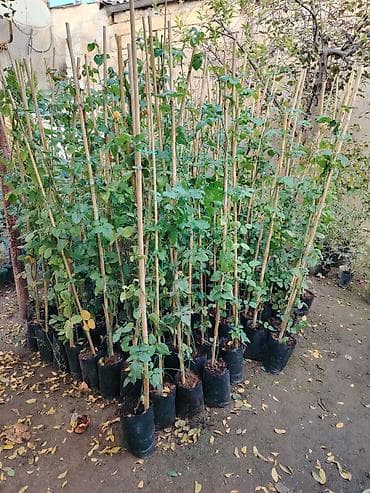 gilas tingleri: Sarı dırmaşan qızılgül – bağ və fasadlar üçün dekorativ sarmaşıq gül — 6