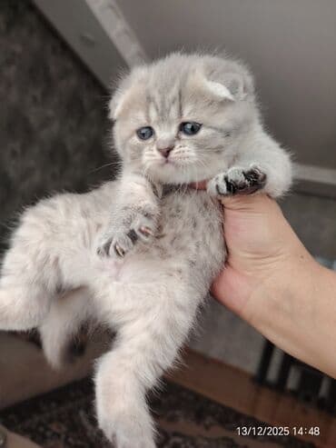 pişiy adlari: Erkək, Dişi — 3