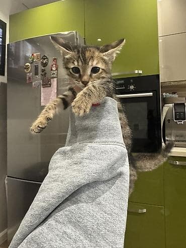 balaca xaski: Tabbi, Dişi, Yaxşı əllərə, Ünvandan götürmə, Pulsuz çatdırılma — 2