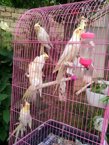 quş şekilleri: Bala var əl qusu var qiymetleri 45 Azn hamsin alana endirim tam — 9