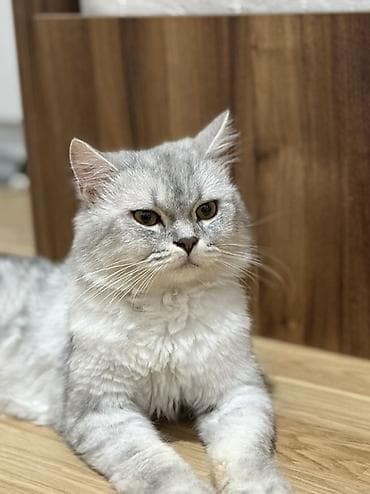 pisik yuvalari: Şinşilla, Erkək, Cütləşmə üçün — 1