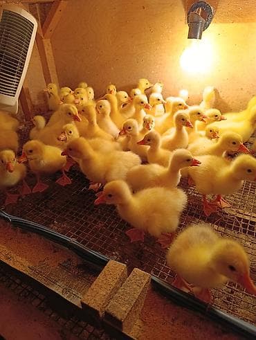 Гуси: Məhsul: Qaz balaları (qaz cücələri) Təsvir:bir gunlik 7 manat 8 — 1