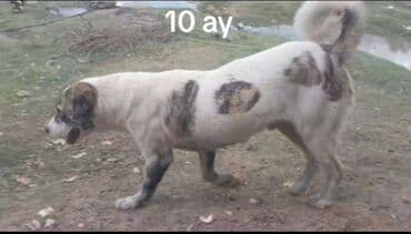 suda yasayan heyvanlar haqqinda melumat: Qurdbasar, 11 ay, Erkek, Peyvəndli, Ödənişli çatdırılma — 5