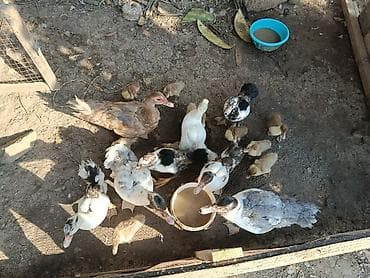 bala ordek: Salam Lal ördek balaları satılır 10 eded balaca 7 eded boyuk bırdenede — 1