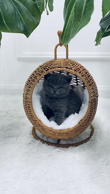 Hamsı bu qiymete Rattan materialdan hazırlanmış dairəvi asma pişik