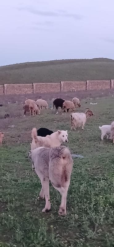 sivas kangal kanqal iti: Qurdbasar, 6 ay, Dişi, Peyvəndli, Ödənişli çatdırılma — 3