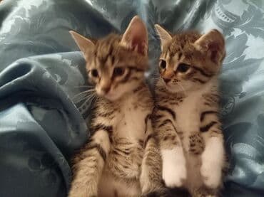 отдам котят в хорошие руки бесплатно: Табби — 4