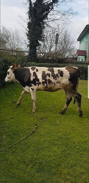 anqus dana: Qaramal – erkək dana (qara-ağ alaca) simental 1 il 8 ayliq hundur — 4