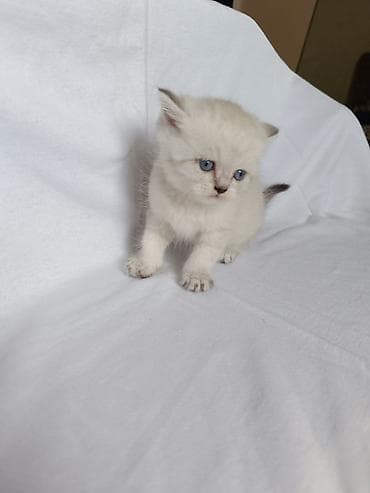 sort pisikler: Qızıl şinşilla, Erkək — 3