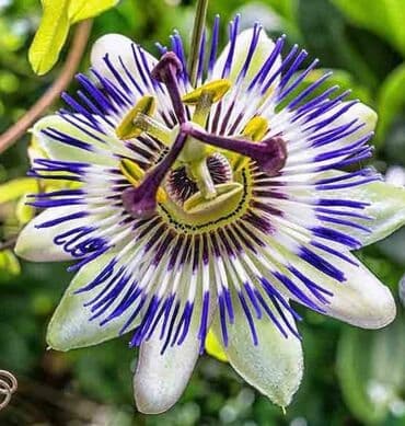 bamiyə bitkisi: Passiflora hemise yasil sarmasiq meyeveside olur suretli boyuyen — 1