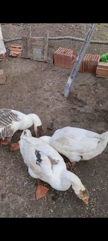 qaz heyvani: 3əded xoruz qaz satılır bu ilkidilər.biri 33m.unvan Şəki — 2