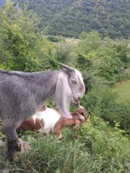 Qatıq: Keci sudu satilir.Qiymeti 3 manat.catdirilma var(odeniwli)!!Baki wheri — 9