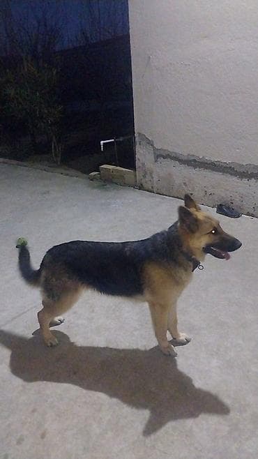 Alman çoban iti, 9 ay, Dişi, Peyvəndli, Ünvandan götürmə lalafo.az -da Alman çoban iti, 9 ay, Dişi, Peyvəndli, Ünvandan götürmə