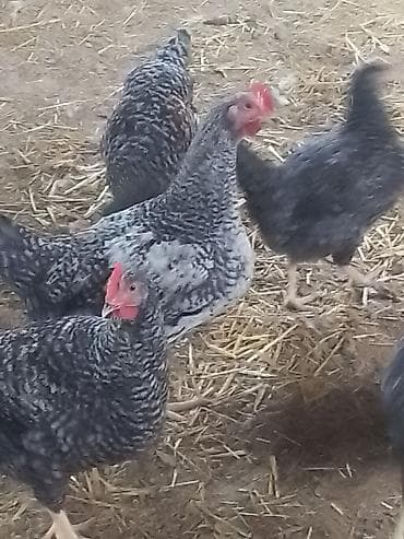 kənd toyuqları: Toyuq, Damazlıq — 1