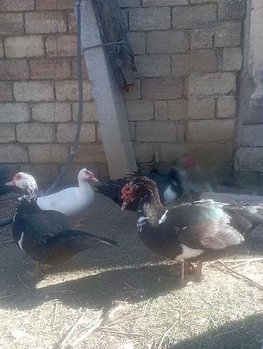 ordək lal: Erkək, | Lal ördək, Damazlıq — 3