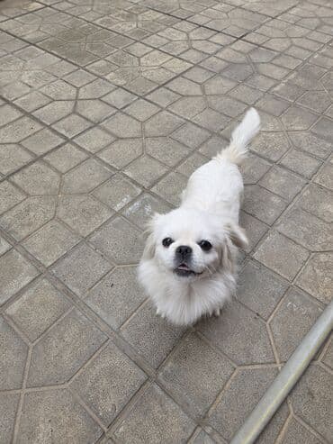 породистые собаки в добрые руки: Pekines, Dişi — 7
