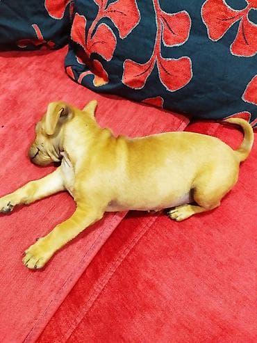 Balaca it balası – qızılı-qəhvəyi rəngdə, qısa tüklü, bərk bədən