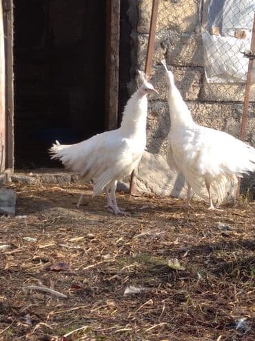 Salam aleykum. Satışda bir cüt ağ tovuzquşu var. 6 ayliqdirlar. cütü lalafo.az -da Salam aleykum. Satışda bir cüt ağ tovuzquşu var. 6 ayliqdirlar. cütü