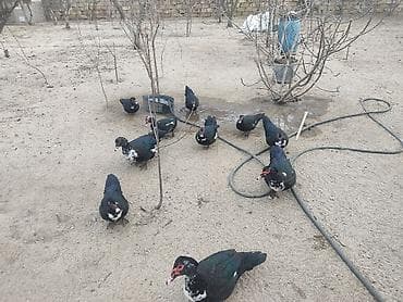 balaca tuklu it: Damazlıq ördəklər — 2