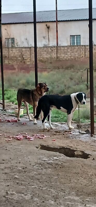 отдам в хорошие руки маленькую собачку: Qurdbasar, 2 il, Erkek, Peyvəndli, Pulsuz çatdırılma — 2