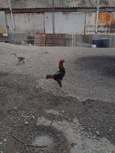 pişik şəkilləri: Məhsul: Xoruz (yerli döyüş/əsilzadı tipli) Təsvir: - Uzun bədənli — 5