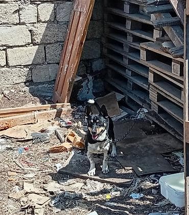 itlerin satisi ucuz: 1 il, Erkək, Ödənişli çatdırılma — 3