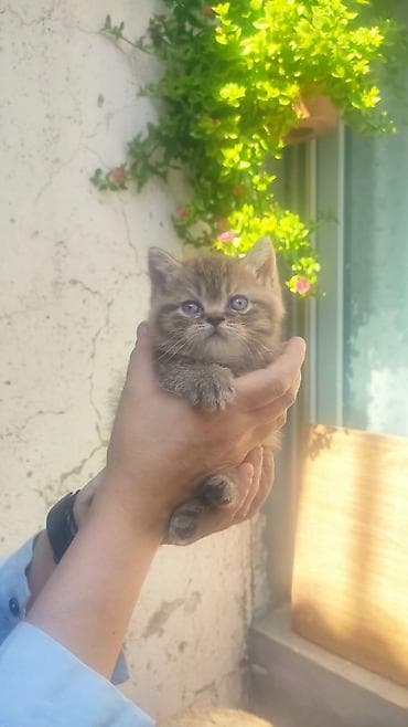 pişik pers: Шотландская, Самец, Самка, Самовывоз, Бесплатная доставка, Платная доставка — 1