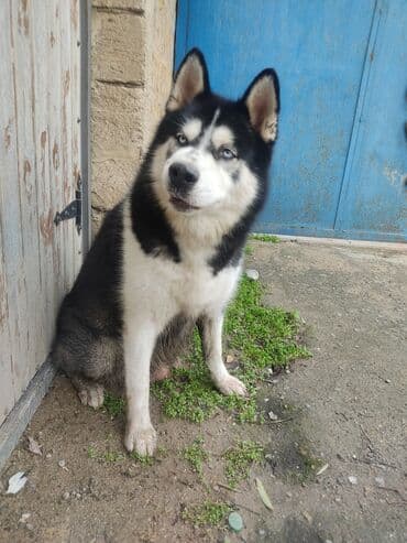 Taclar: Xaski, 1 ay, Erkek — 7