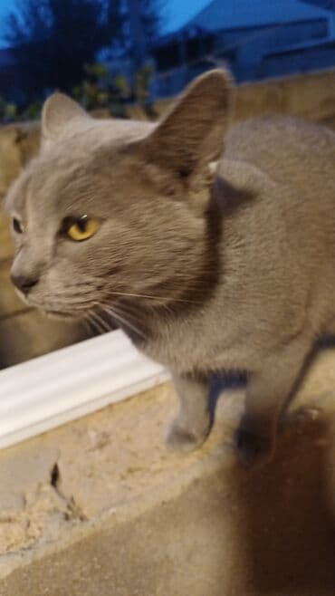 pişik cutleşdirme: Rus mavi, Yaxşı əllərə — 4