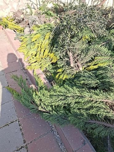 пищевой бак пластиковый 300 литров: Məhsul: Kəsilmiş ağac gövdələri və budaqları Təsvir: - Böyük — 5