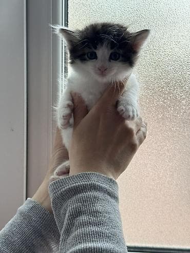 pişik balasi: Yaxşı əllərə — 7