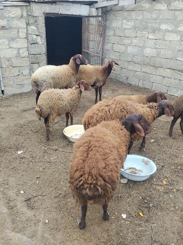 bmw 3 серия 328xi at: Erkək, Qala, il: 1, 70 kq — 14