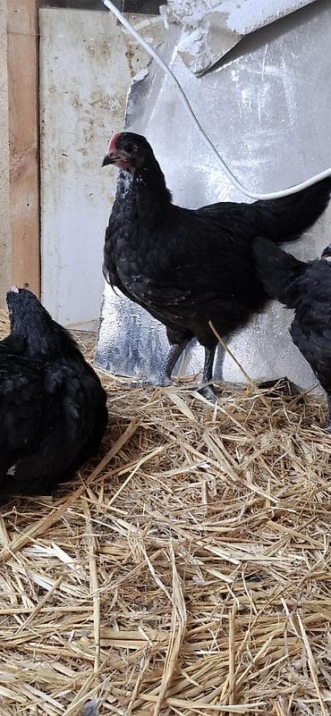 çüçə: Toyuq cücələri, Damazlıq — 7