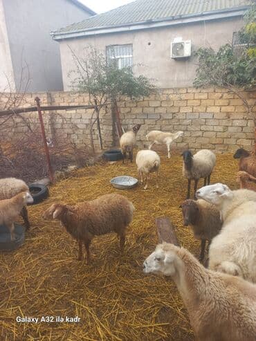inəyin öd daşı: Qoyun sürüsü – ət və damazlıq üçün - Təsərrüfatda müxtəlif rəng və — 3