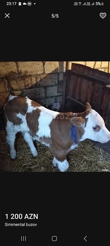 heyvan bazari tap az: ALIRAM SATMIRAM.!! oxyun melumatı Məhsul: Simental cins buzov — 1