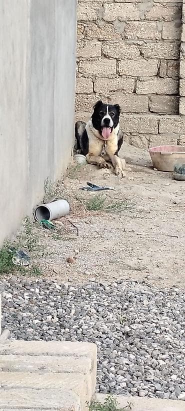 Məhsul: İt (iri cins, qarabaş-ala rəng) Təsvir: - Böyük ölçülü, güclü
