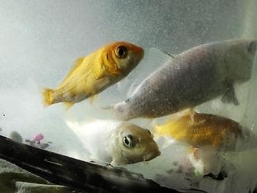 akvaryum baliqlari: Koi, Sülhsevər — 1