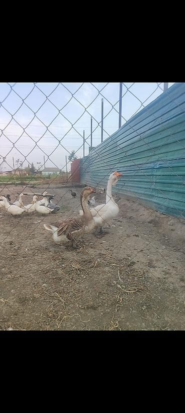 labrador iti satilir: Xalmaqor qaz satlir 350 manat ünvan Cəlilabad rayonu — 3