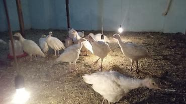 Quşlar: Salam tam mayali yumurtalar bizde isdeyen buyra biler catdirilma var — 5