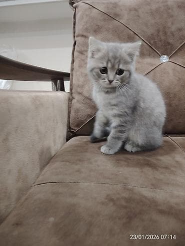 Asia: Шотладская вислоухая — 5