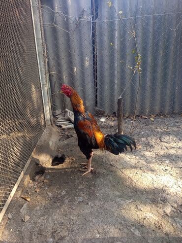 Salam heyratı xoruz 1 yaş 2 aylıq çəki 3.600 cinsi çu Şamo ünvan Gəncə — 1