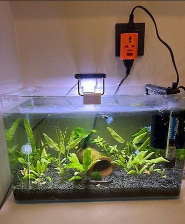 Bitki akvarium dəsti - Şəffaf, düzbucaqlı şüşə akvarium - Bitki